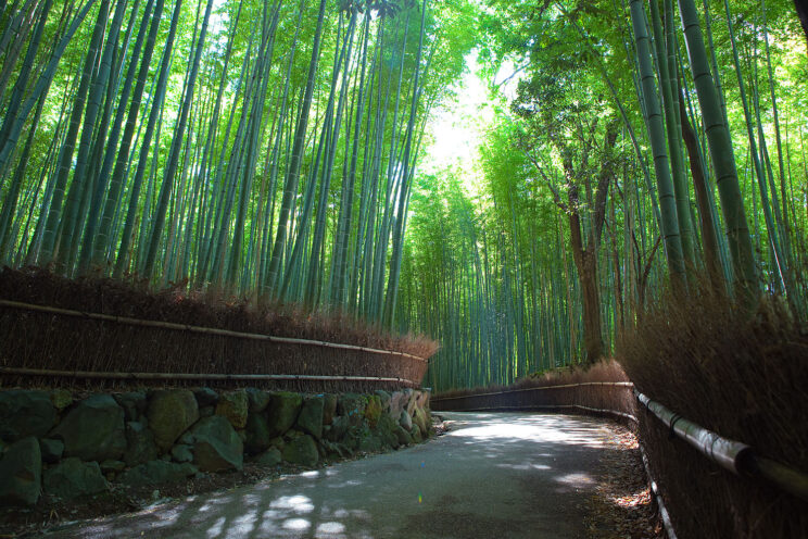 Las bambusowy Japonia